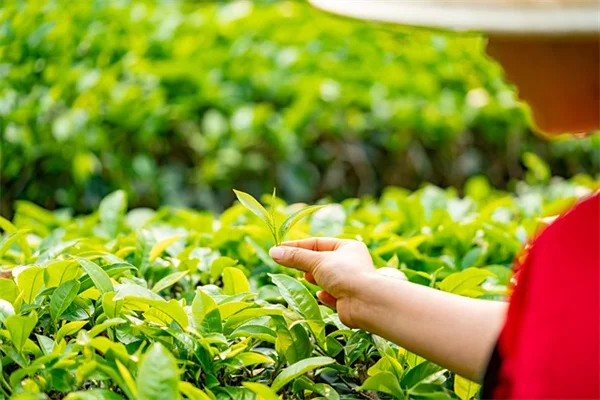 植物苗圃の始め方：やるべきこととリスク、現場の経験から解説
