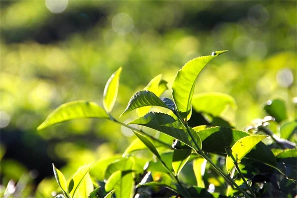 ハーブの花は食べられる？初心者でも簡単に楽しむコツ