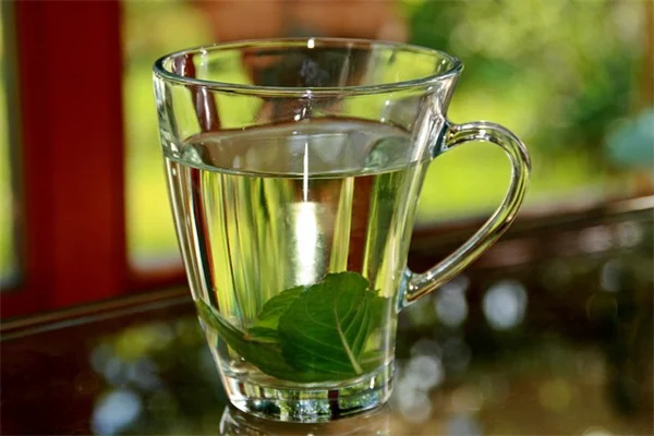 エキナセア収穫のコツ：お茶・チンキに使う実践ガイド