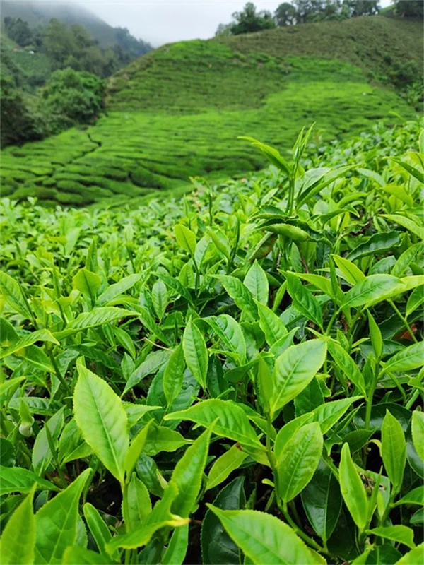 【初心者向け】wort plantsの意味と見分け方｜間違えやすい注意点も解説