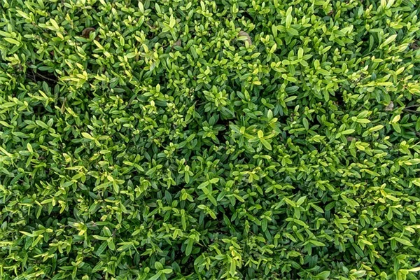 スーパーのキュウリの種を植えるとどうなる？やってみた結果を完全解説